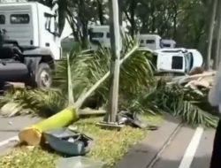 Kecelakaan Mini Cooper  Vs  CR-V di Surabaya Satu Mobil Tabrak Pohon Palem dan Tiang Listrik